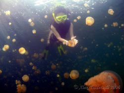 Snorkling in jellyfish Lake in Palau... millions and mill... by Alex Tattersall 